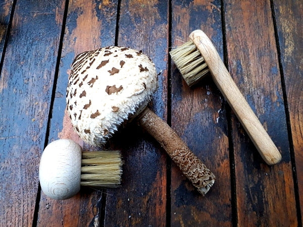 Pilzbürsten Set 2 Stück – Pilzbürste & Championbürste aus Buchenholz mit Naturborsten