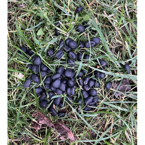 Wild Turbo Mais Boilies 8 kg – Duftstarkes Lockmittel mit Langzeitwirkung