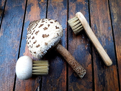 Pilzbürsten Set 2 Stück – Pilzbürste & Championbürste aus Buchenholz mit Naturborsten