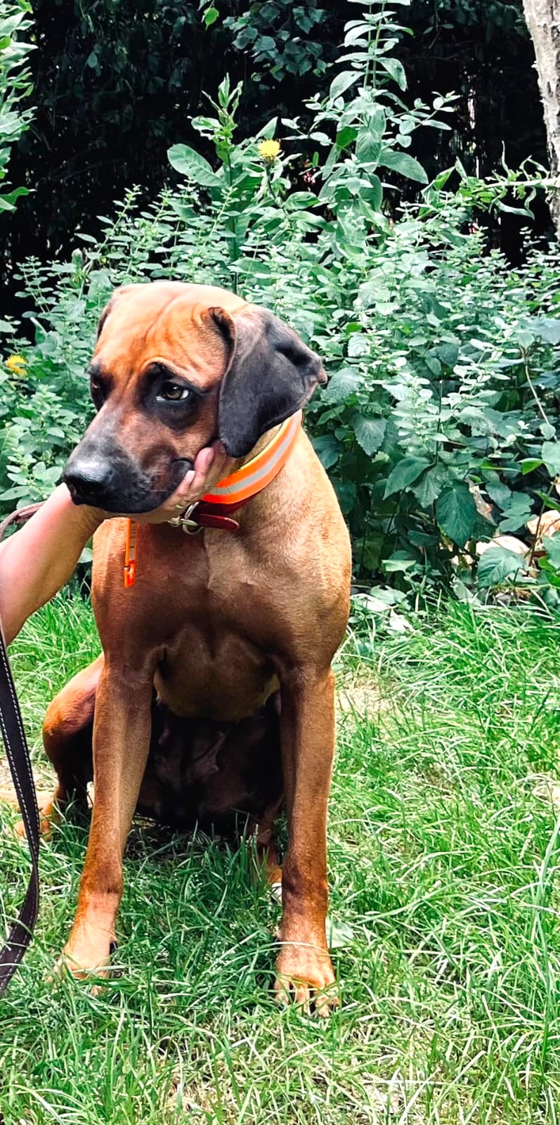 Hunde Signalband , Jagdhunde Warnhalsung " Reflektor "