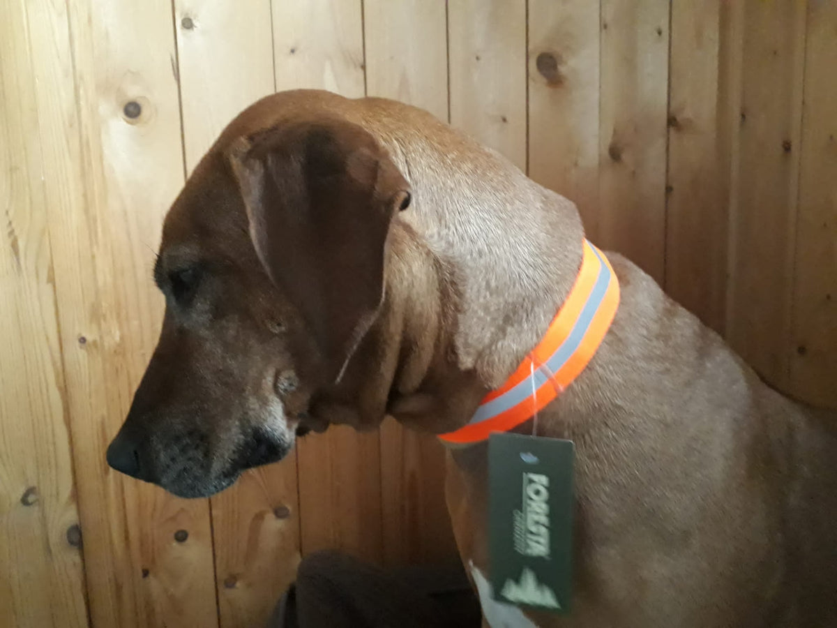 Hunde Signalband , Jagdhunde Warnhalsung " Reflektor "