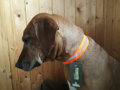 Hunde Signalband , Jagdhunde Warnhalsung " Reflektor "