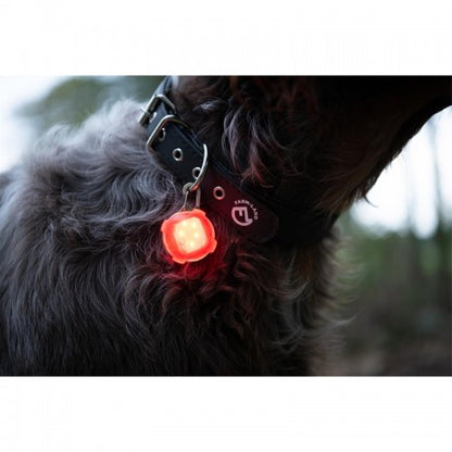 LED Anhänger für Hunde Rot oder Grün  – 3 Leuchtmodi – Halsband Sicherheitslicht