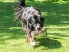 Jagdhunde Dummy, Fell Dummy , Komplettfell Dummy