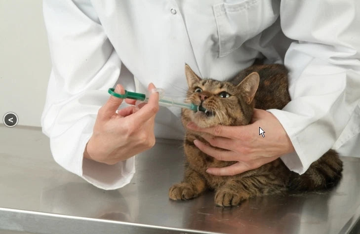Tabletteneingeber 2 Stück für Hunde und katzen