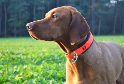 Hunde-Schweißhalsung Signalorange mit Comfort-Einlage – Robust & Gepolstert für Jagd und Nachsuche